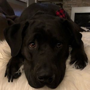 Meet your Posher, Shane